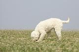 LAGOTTO 061
